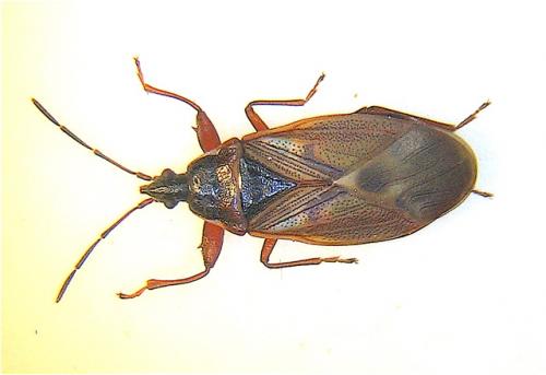 Gastrodes abietum