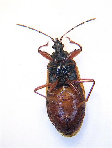 Gastrodes abietum