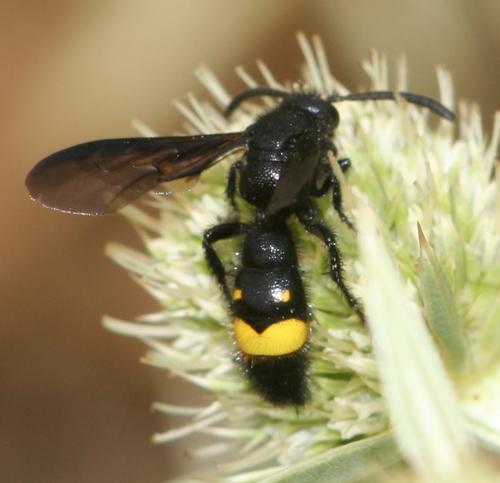 Réf. 15 561 : Scolia hirta unifasciata