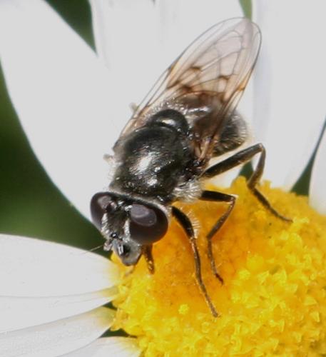 Réf. 15 429 : Cheilosia caerulescens