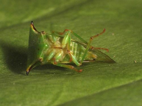 Réf. 15 699 : Stictocephala bisonia
