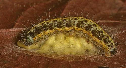 Réf. 15 341 : Pieris brassicae