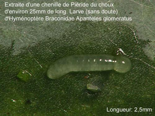 Microgastrinae