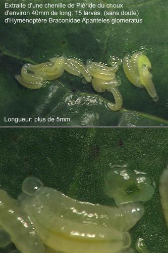 Réf. 15 425 : Microgastrinae inconnu