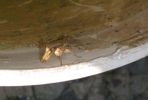 Mantispa styriaca