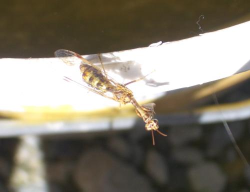 Mantispa styriaca