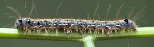 Malacosoma neustria