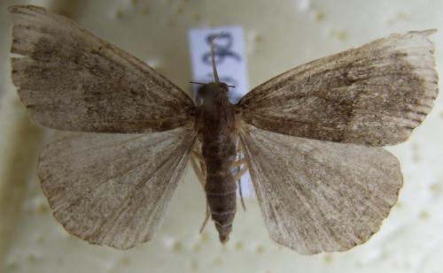 Hypena proboscidalis