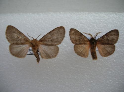 Réf. 15 224 : Lymantria sp.