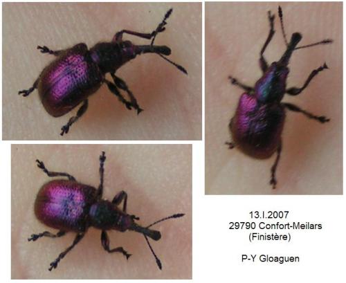 Rhynchites sp.