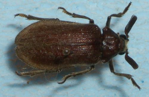 Réf. 15 931 : Sandalus sp.