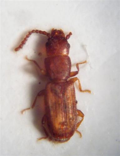 Cryptolestes ferrugineus