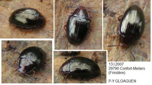Scaphidema metallica