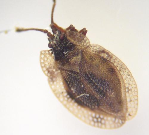 Acalypta musci
