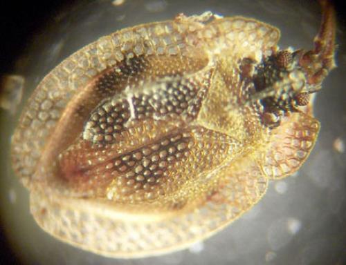 Acalypta musci