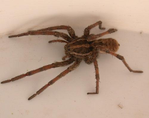 Hogna radiata