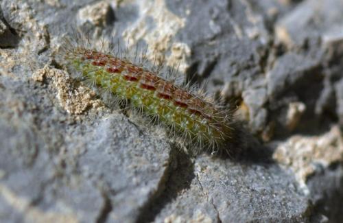 Oidaematophorus sp.