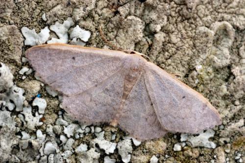 Réf. 15 328 : Idaea sp.