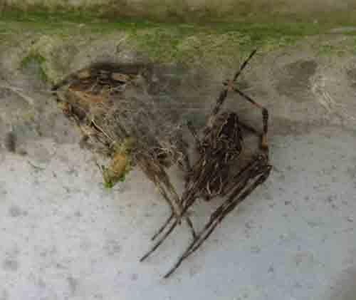 Larinioides sclopetarius