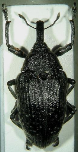 Larinus sp.