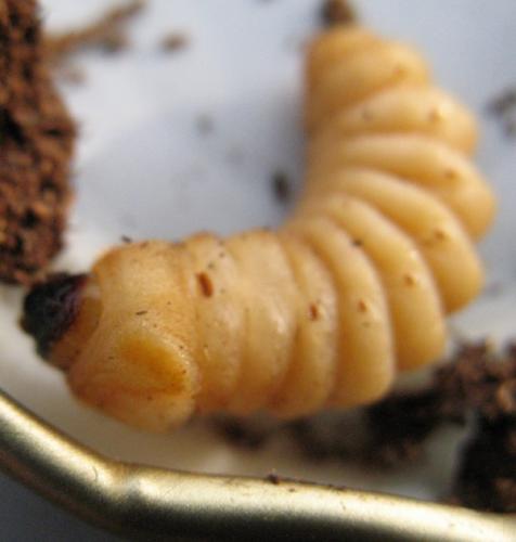 Plagionotus arcuatus