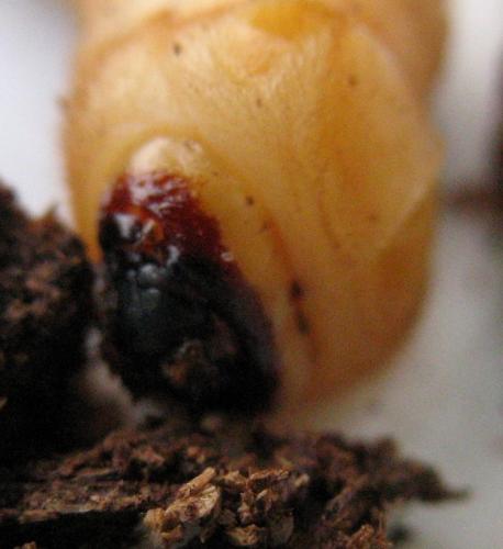 Plagionotus arcuatus