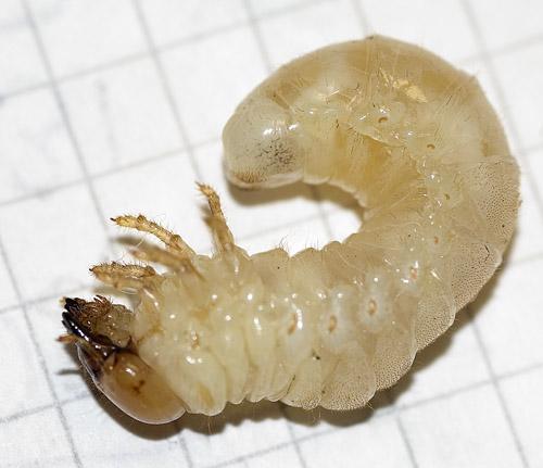 Réf. 15 704 : Dorcus parallelipipedus
