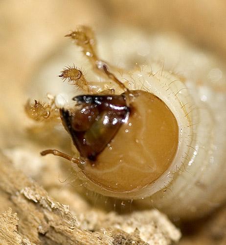 Réf. 15 705 : Dorcus parallelipipedus