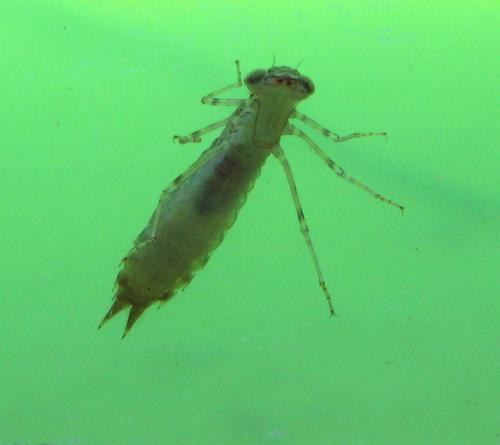 Aeshna cyanea