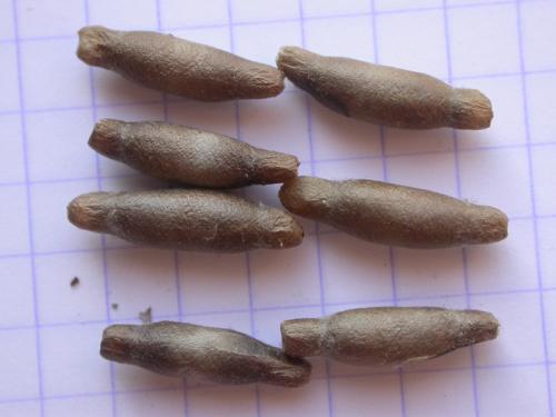Latibulus argiolus