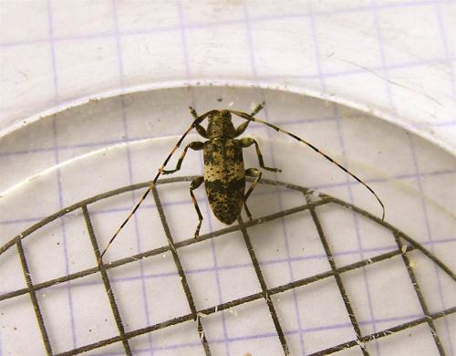 Leiopus sp.