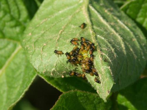 Réf. 15 004 : Leptinotarsa decemlineata