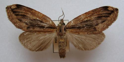 Lusura altrix