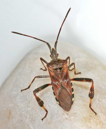 Réf. 15 153 : Leptoglossus occidentalis