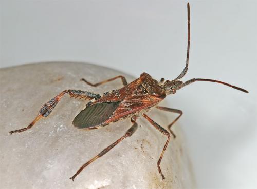 Leptoglossus occidentalis