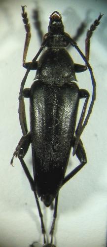 Etorofus pubescens