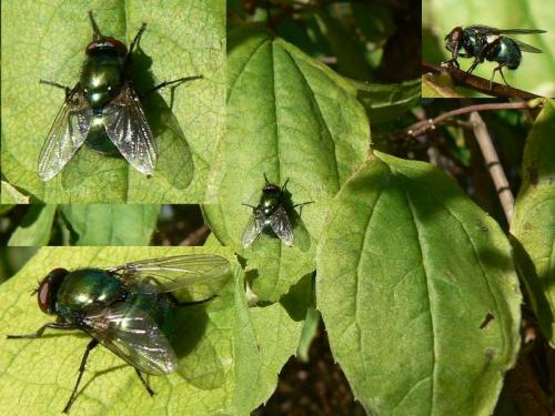 Réf. 15 493 : Neomyia sp.