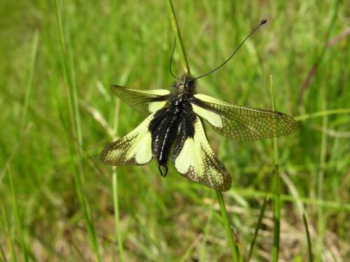 Réf. 15 734 : Libelloides coccajus