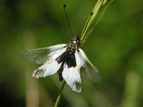 Libelloides lacteus