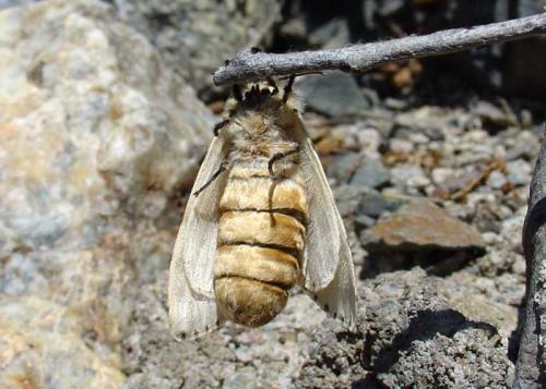 Lymantria dispar