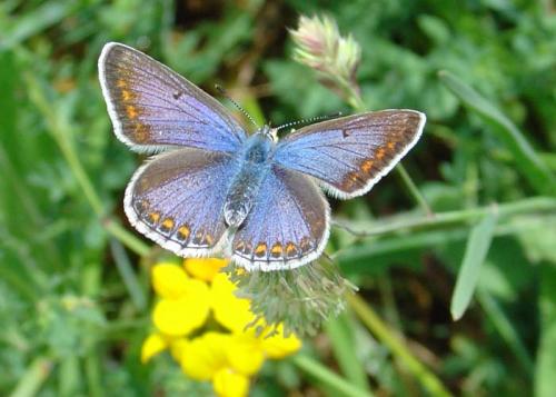 Réf. 15 218 : Polyommatus icarus