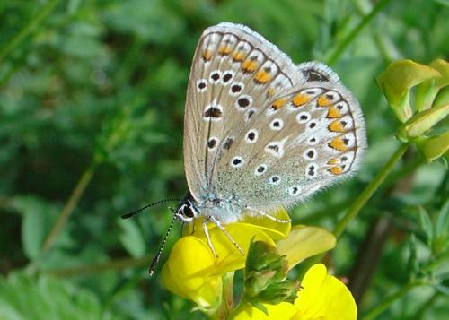 Réf. 15 233 : Polyommatus icarus