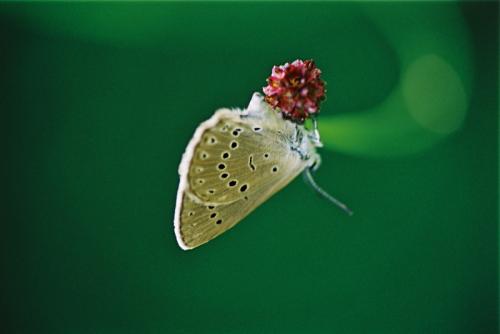 Phengaris teleius