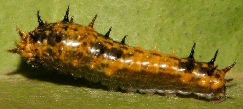 Papilio epiphorbas
