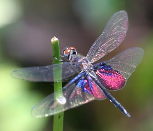Rhyothemis semihyalina