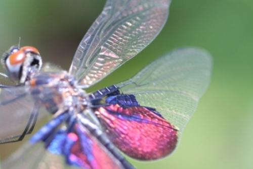 Rhyothemis semihyalina