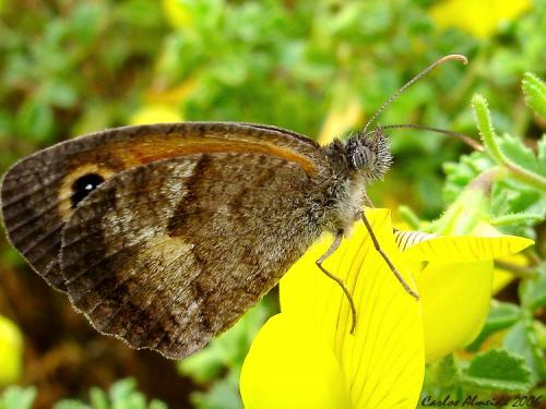 Pyronia cecilia