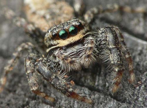 Marpissa muscosa