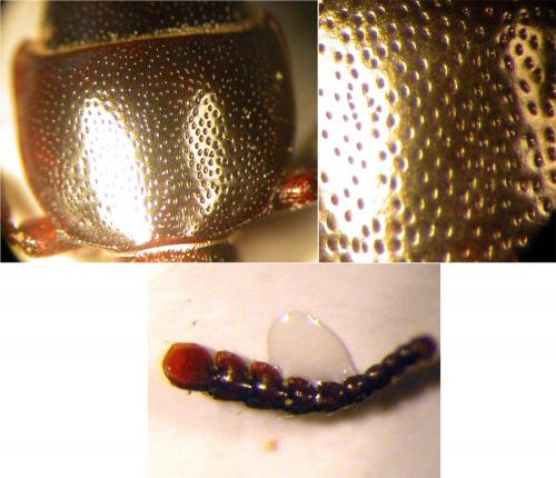 Tenebroides mauritanicus