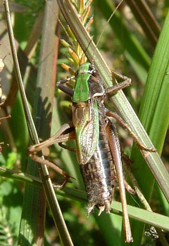 Metrioptera brachyptera